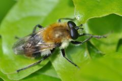 Criorhina floccosa